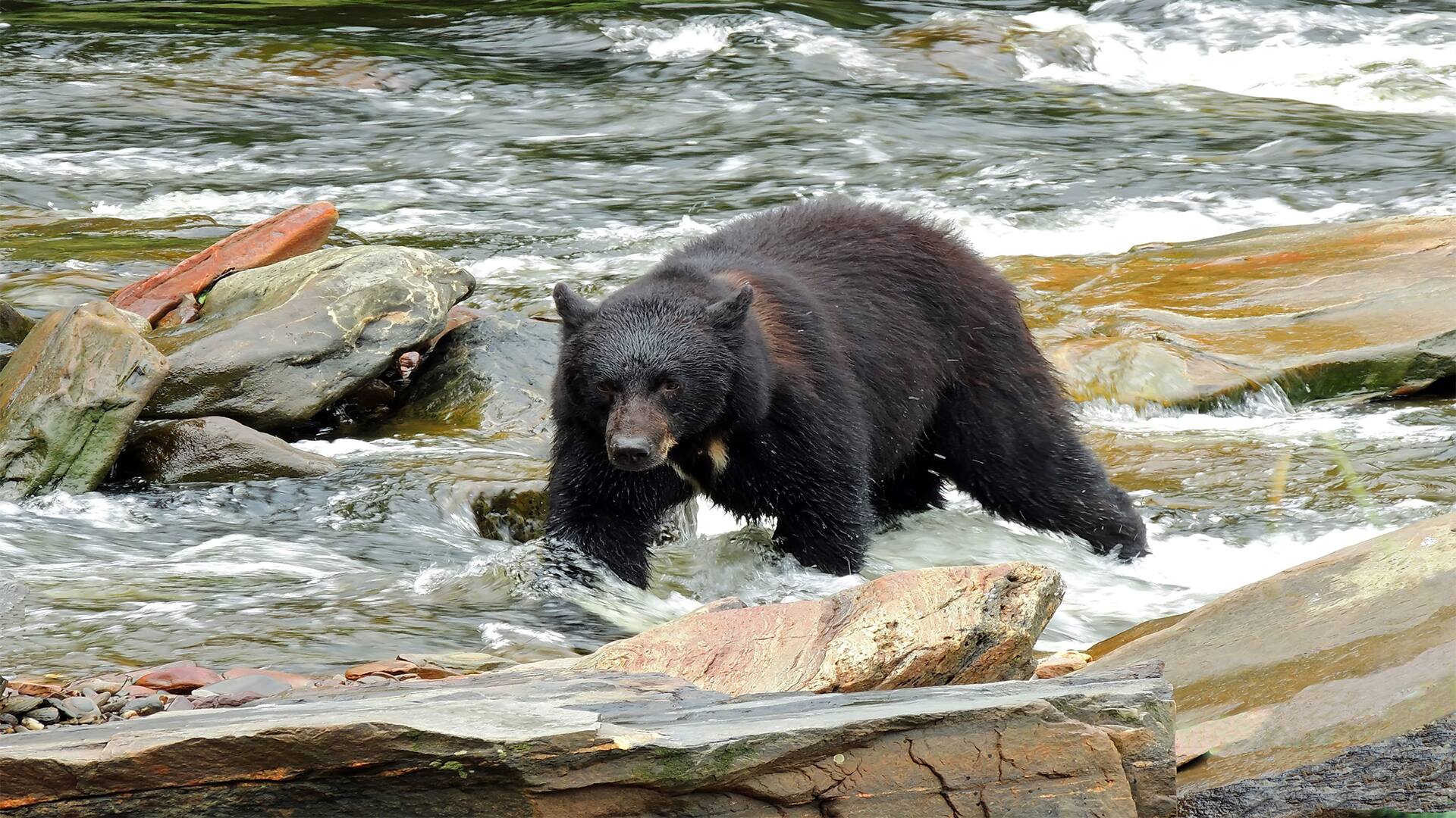 Ketchikan Ward Cove Alaska Neets Bear Encounter By Land Sea Ketchikan Ward Cove Alaska Neets Bear Encounter By Land Sea